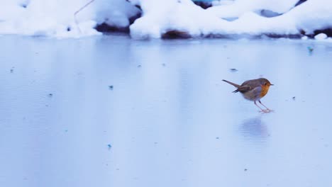 Pájaro-Petirrojo-Saltando-Sobre-Estanque-De-Agua-Congelada,-Cámara-Lenta