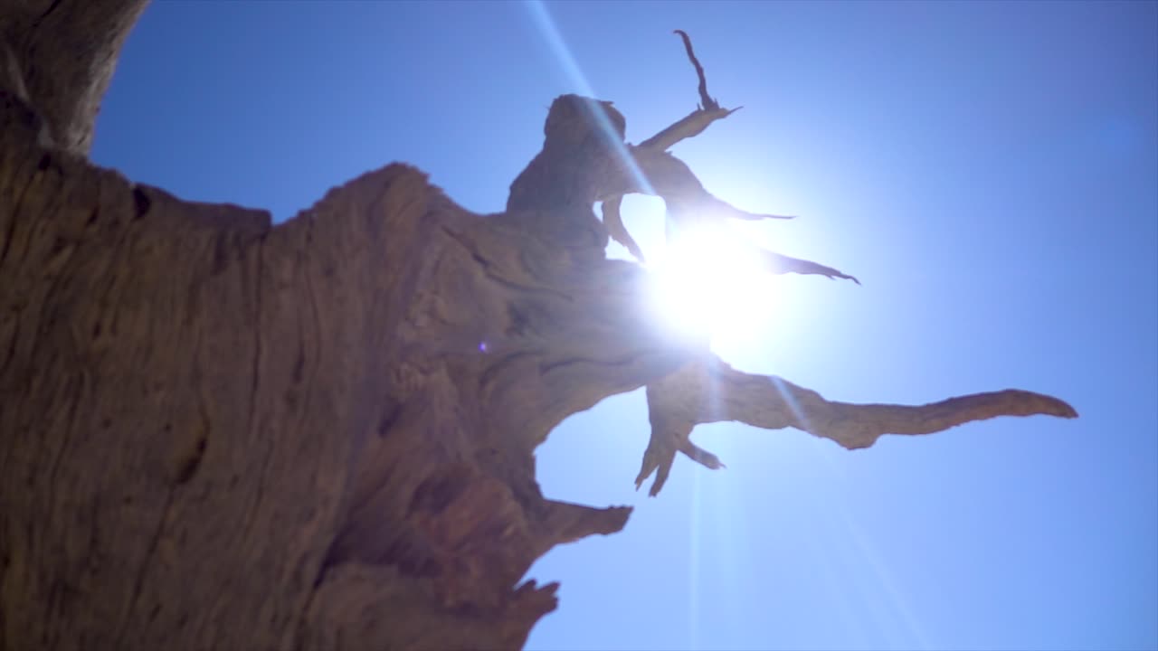 cámara lenta de un árbol muerto en deadvlei bloqueando y luego revelando el sol caliente rodeado de cielo azul