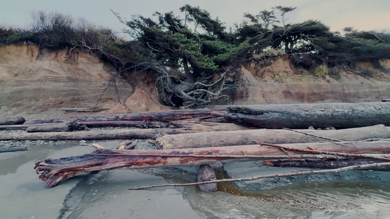 The Tree Of Life On Kalaloch Beach In The Olympic National Park. Wide Tilt up shot