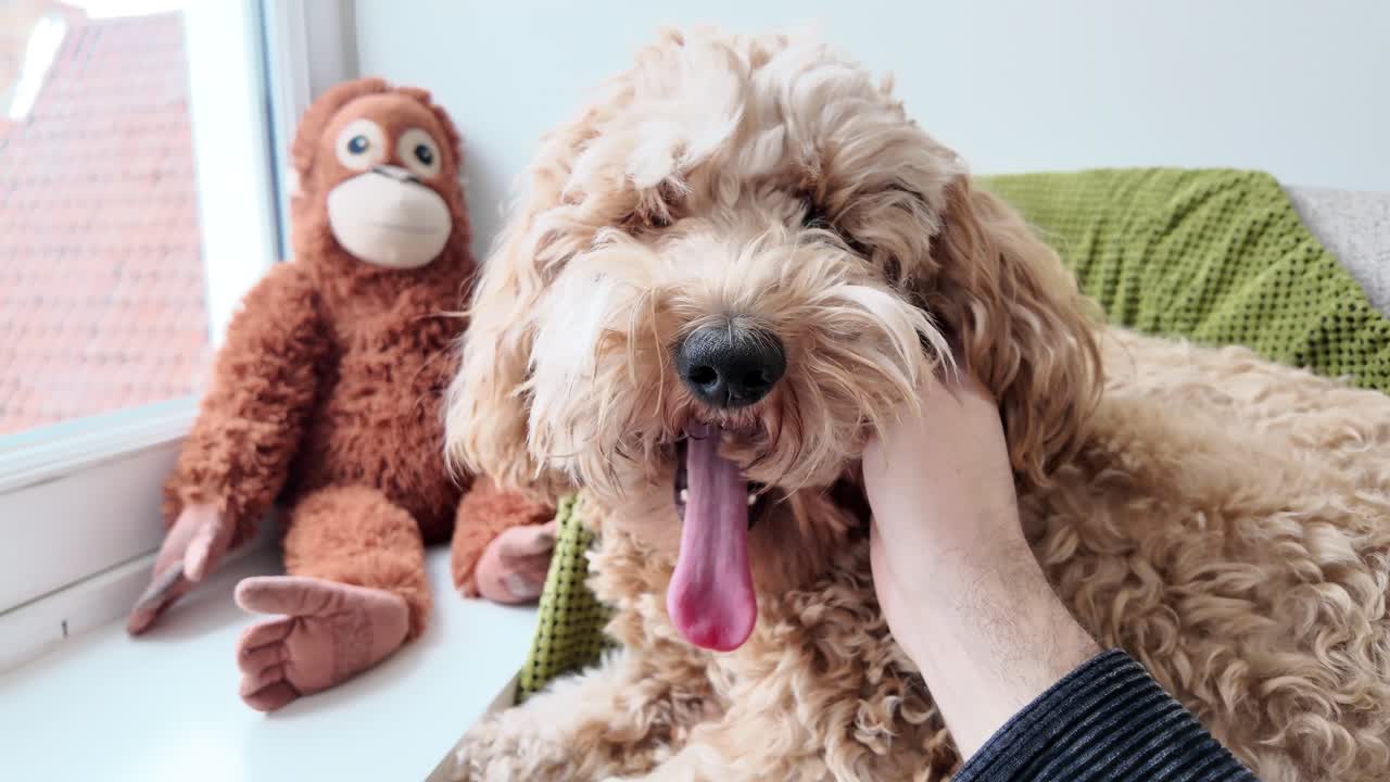 un labradoodle australiano esponjoso siendo acariciado con un juguete en el fondo