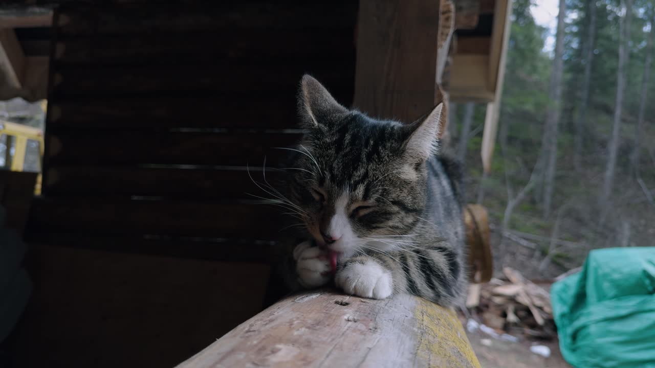 Tabby Cat Grooming Itself Licking Paws on Window Sill of Log Cabin