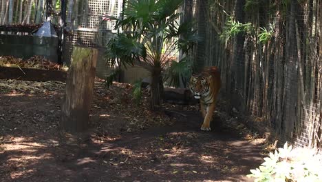 tiger walking around its zoo enclosure