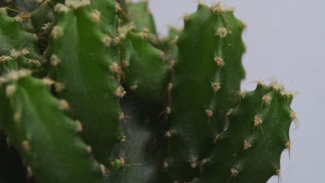 close up de la planta de cactus castillo de hadas girando a su alrededor en el fondo de la pantalla blanca