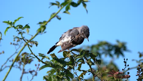 Un-Ruiseñor-Del-Norte-Acicalándose-Las-Plumas-Por-La-Mañana-Mientras-Se-Sienta-En-Una-Pequeña-Rama-De-Un-árbol