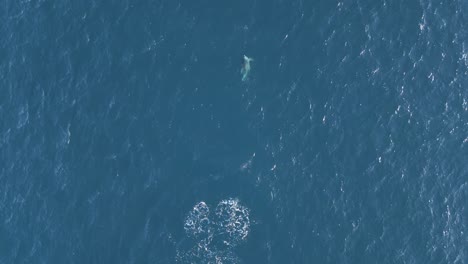 Dos-Lindos-Y-Juguetones-Delfines-Nadando,-Bailando,-Saltando-A-Través-De-La-Superficie-Azul-Del-Océano