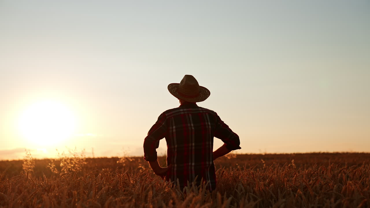 Rear view of a man standing in the wheat up to his waist. Farmer puts on his hat and holds hands on the hips looking at sunset.