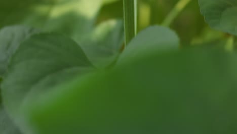 sunflower and leaves