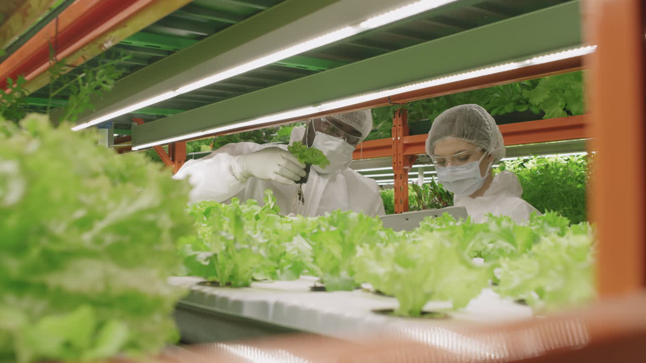 Growing Plants In Vertical Farm