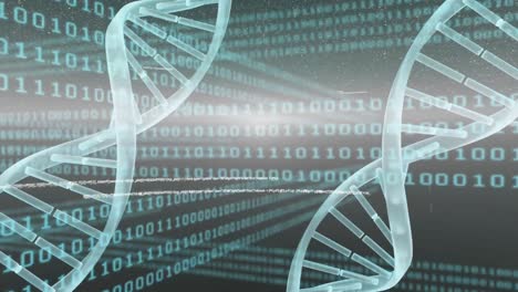 Animation-of-binary-coding-data-processing-over-dna-strands-spinning