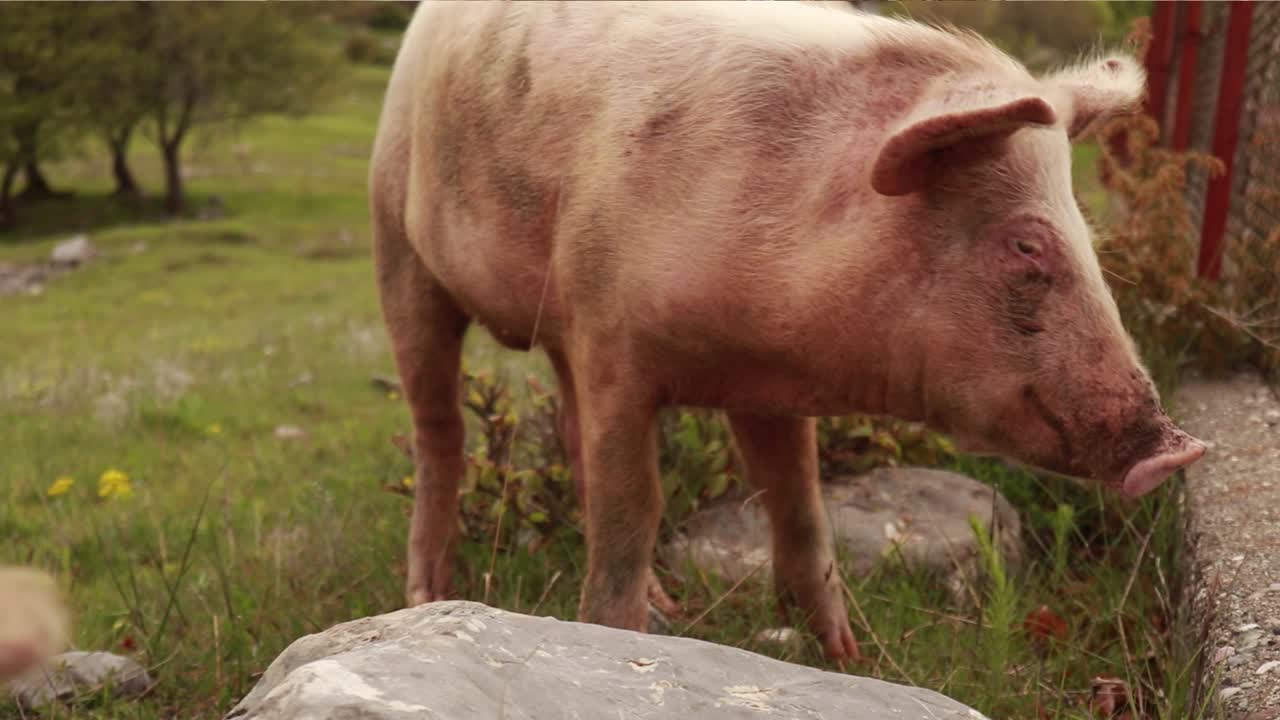 Close up of pig's face with nose piercing smelling around on green grass in the barn yard surrounded by wires