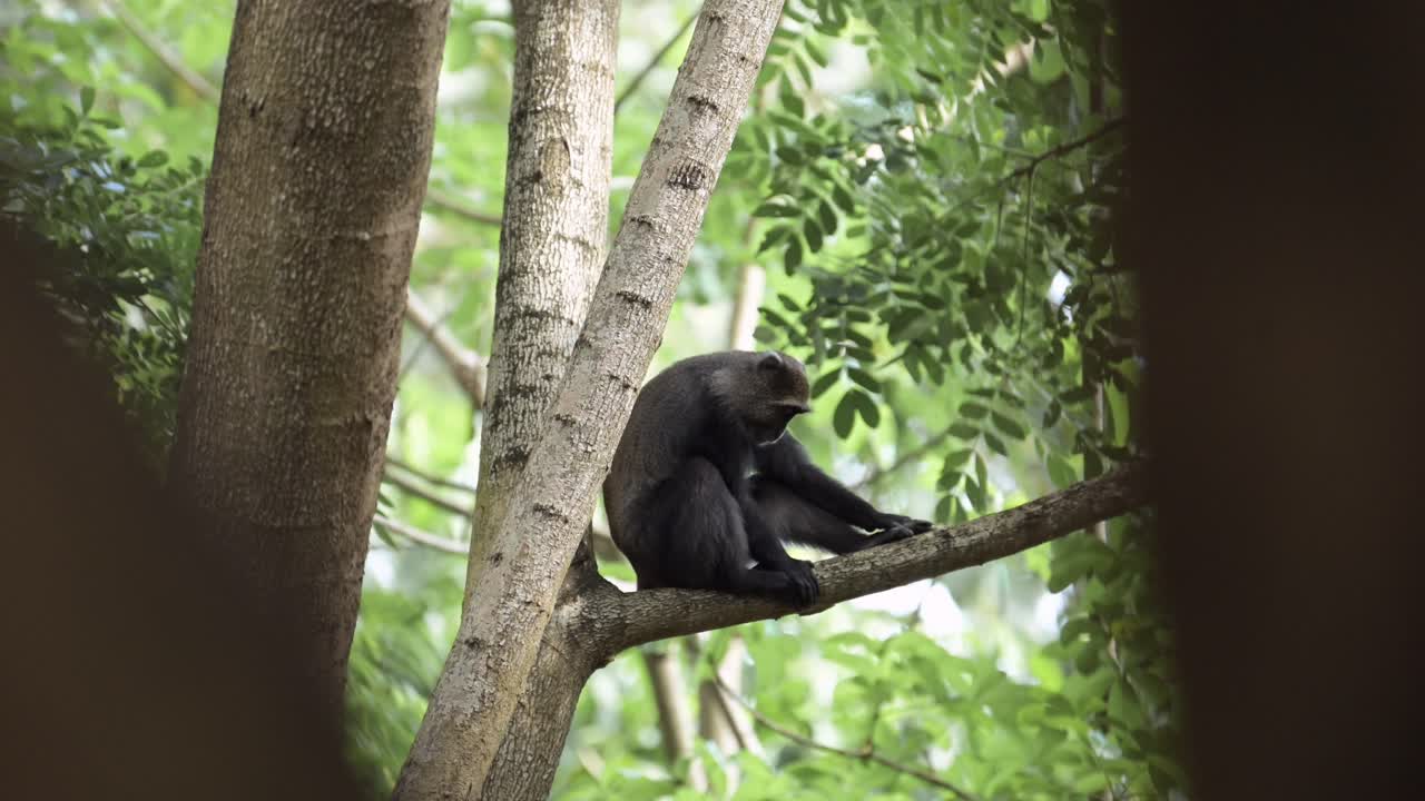 mono en los árboles del bosque en áfrica en el parque nacional de kilimanjaro en tanzania en un safari de vida silvestre y animales africanos, monos azules rascándose y subiendo a una rama y ramas de un árbol