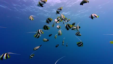 School-Of-Moorish-Idol-Fish-Swimming-In-The-Blue-Sea-In-Dahab,-Egypt