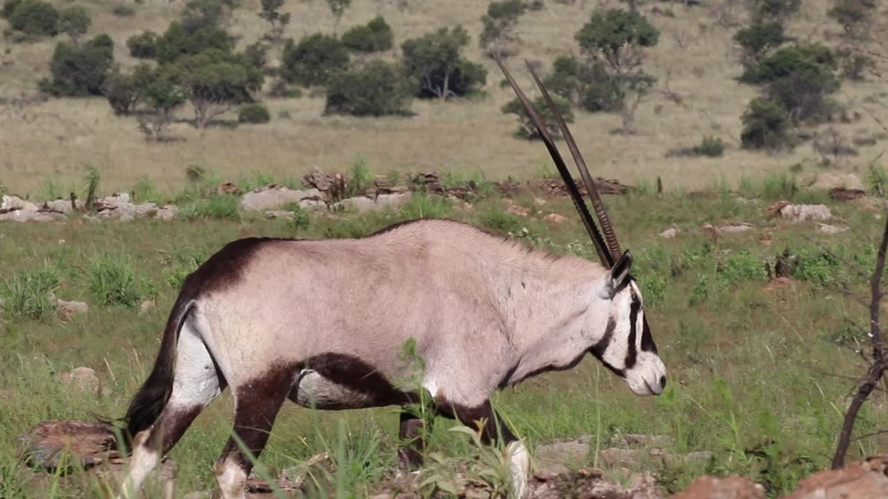 a Gemsbok grazing in a green field.
