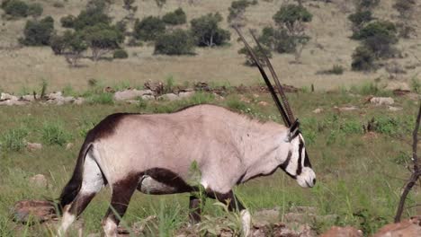 a gemsbok grazing in a green field.