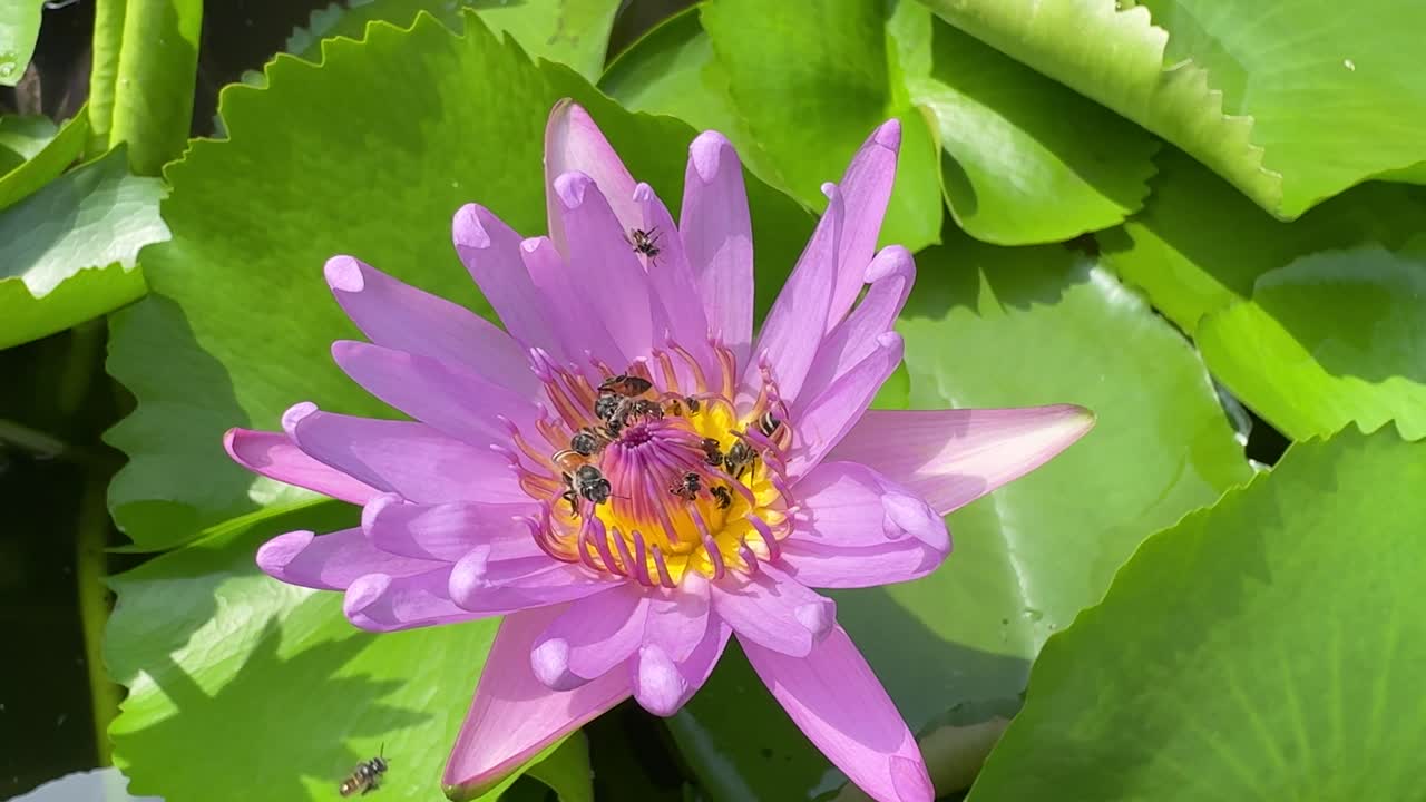 escena de abejas flotando alrededor de la flor de loto extrayendo néctar en el estanque