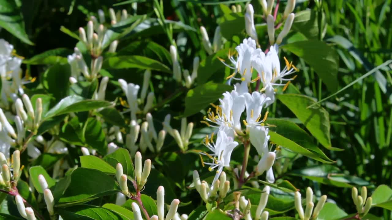 A close-up shot of vibrant white flowers amidst lush green leaves, bathed in soft daylight. The delicate petals and rich foliage create a serene, natural atmosphere. No people are visible