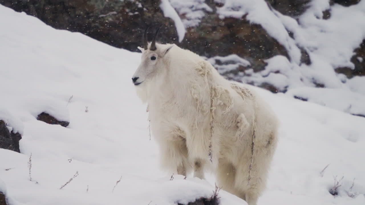 캐나다 유콘 의 눈 인 산 에 서 있는 산 염소 - 근접