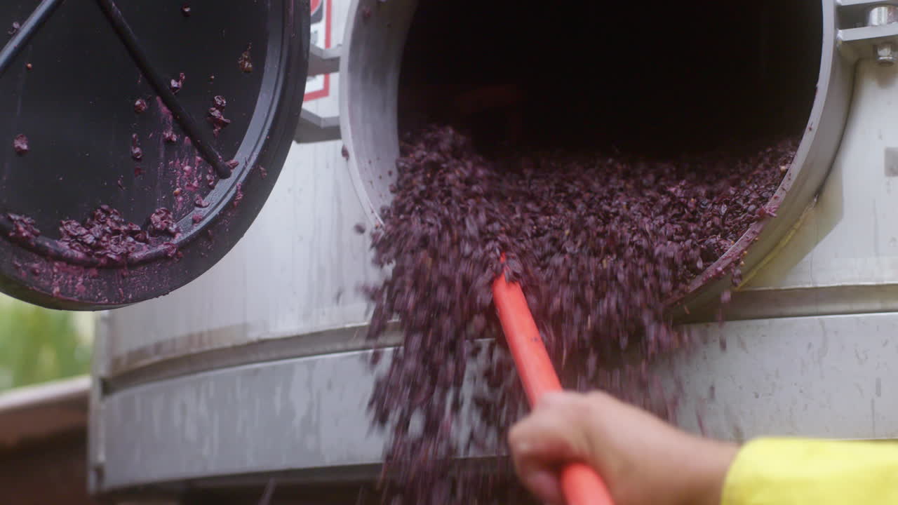 Grapes being processed for winemaking