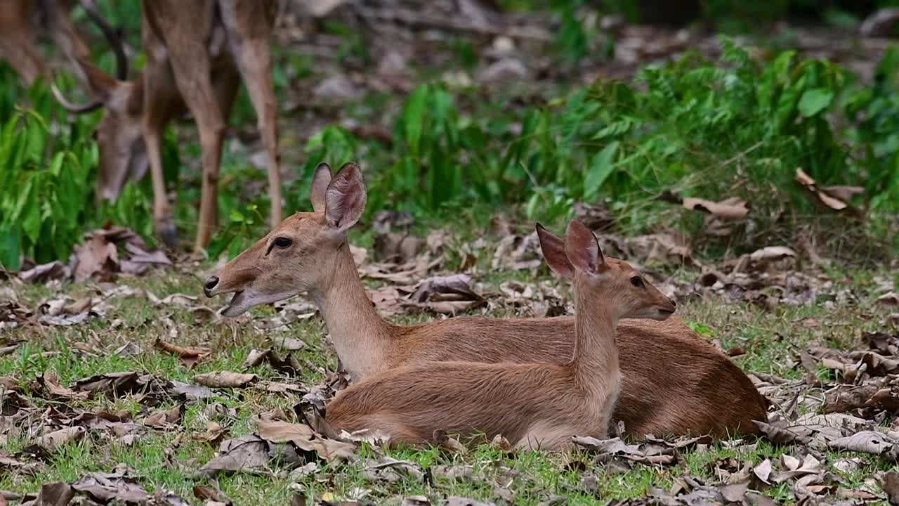 El ciervo de Eld es una especie en peligro de extinción debido a la pérdida de hábitat y la caza