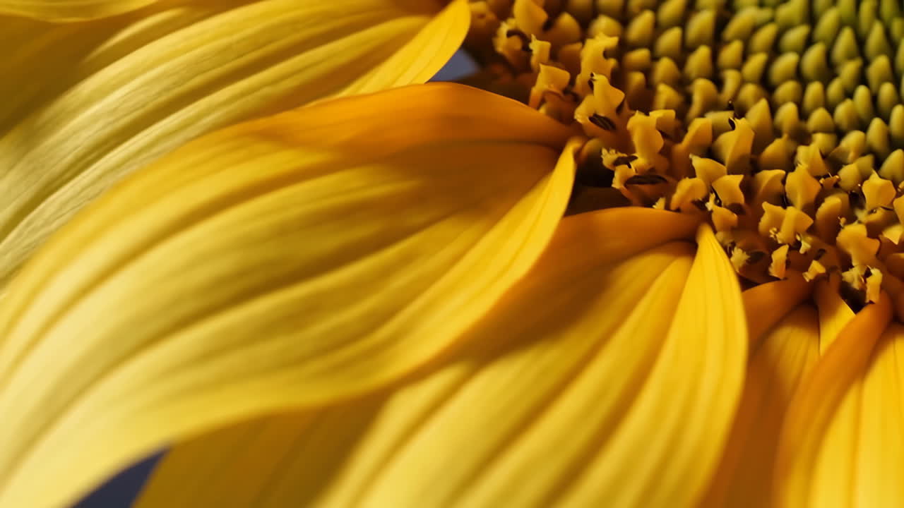 Close-up views of a sunflower, including its yellow petals, green stem, and leaves