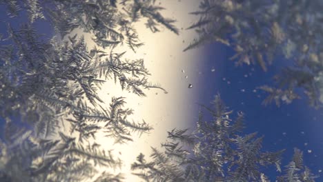 window covered with fern frost. macro, dolly left