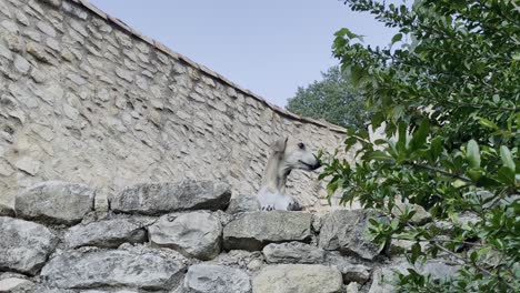 dog with white fur looks with his head over a stone wall in good weather in france