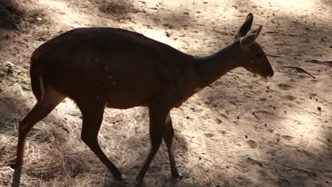 Tiere-Des-Südlichen-Afrikas-Und-Wildschutzgebiete