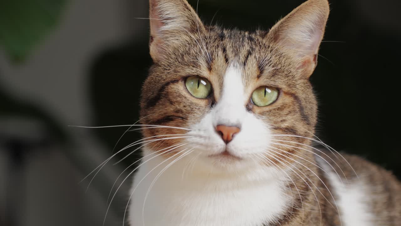 Close-up of tricolor cat sitting and looking . Kitty with yellow eyes. Pet at home