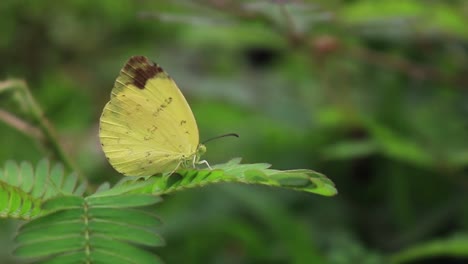 catopsilia scylla orange emigrant butterfly perched on leaf