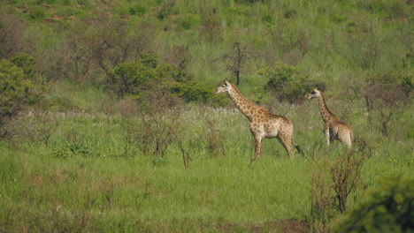 a giraffe gracefully walks through the vast african savannah under bright sunlight