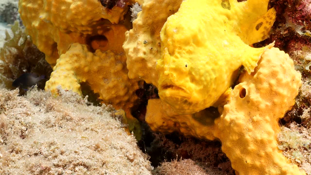 pez rana en el arrecife de coral del mar caribe alrededor de curacao