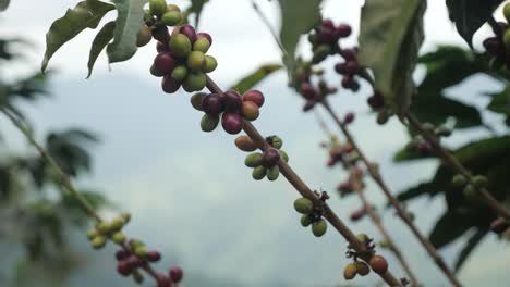 A-close-up-view-of-red-coffee-beans-and-berries-plants-on-a-plantation-in-Colombia-where-the-beans-are-ready-to-be-harvested-in-traditional-coffee-village-farm-in-Sierra-Nevada-Colombia