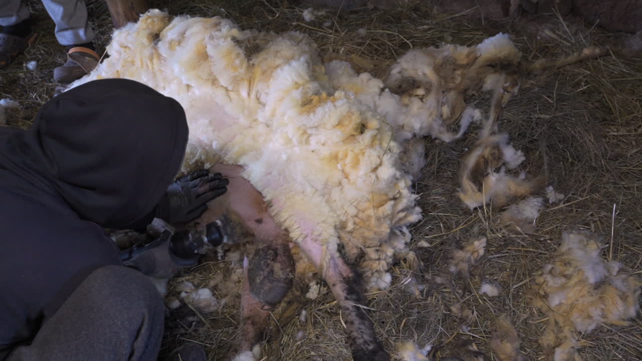 dagging y muletas completamente el vientre para la higiene del carnero y la prevención del ataque de moscas
