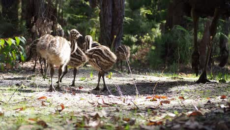 emu pollitos forrajeando, un primerísimo plano