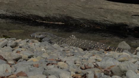 Wild-Goanna-In-Shallow-Water-In-The-Forest---close-up