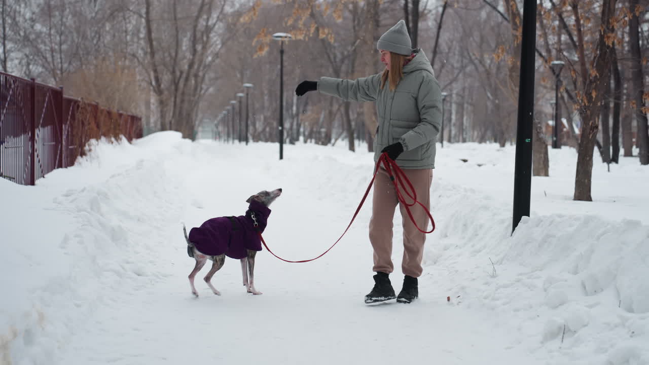 Dog owner training dog in purple coat during winter walk, holding red leash while pointing command, dog focused and attentive, standing in snowy park surrounded by trees and snowbanks in cold weather
