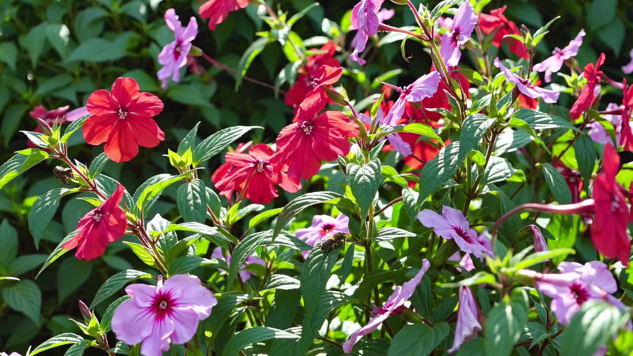 Fiori vivaci rossi e rosa in un giardino, ripresi da un'angolazione dal basso