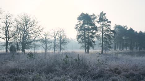escena de un bosque helado de invierno