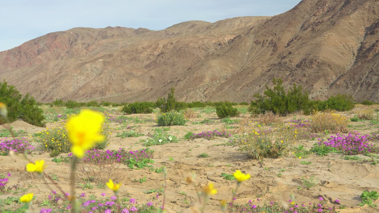 una flor amarilla que brota en primer plano con montañas y otras flores del desierto en la parte posterior en un día soleado en anza borrego, california