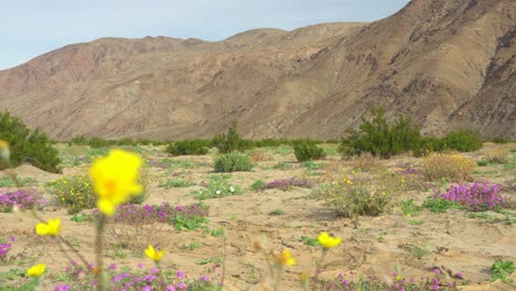 Una-Flor-Amarilla-Que-Brota-En-Primer-Plano-Con-Montañas-Y-Otras-Flores-Del-Desierto-En-La-Parte-Trasera-En-Un-Día-Soleado-En-Anza-Borrego,-California