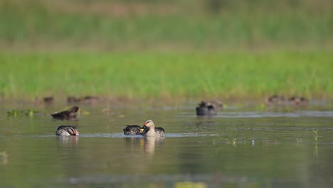 flock of indian spot billed ducks feeding in wetland in sunrise