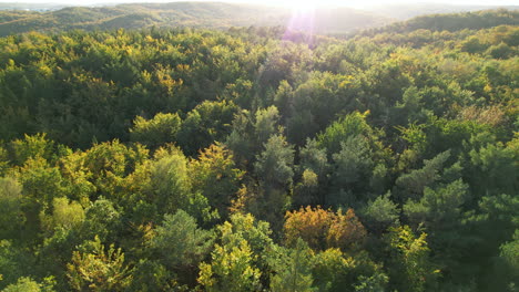 picturesque aerial view of colorful golden, green and yellow trees in the forest on golden hour