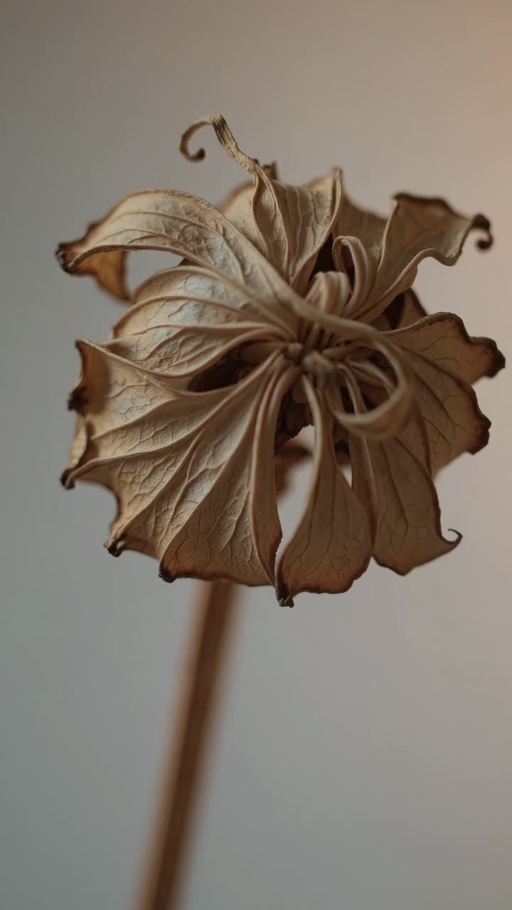 Close-up video of a dried flower with curled petals, captured from a low angle