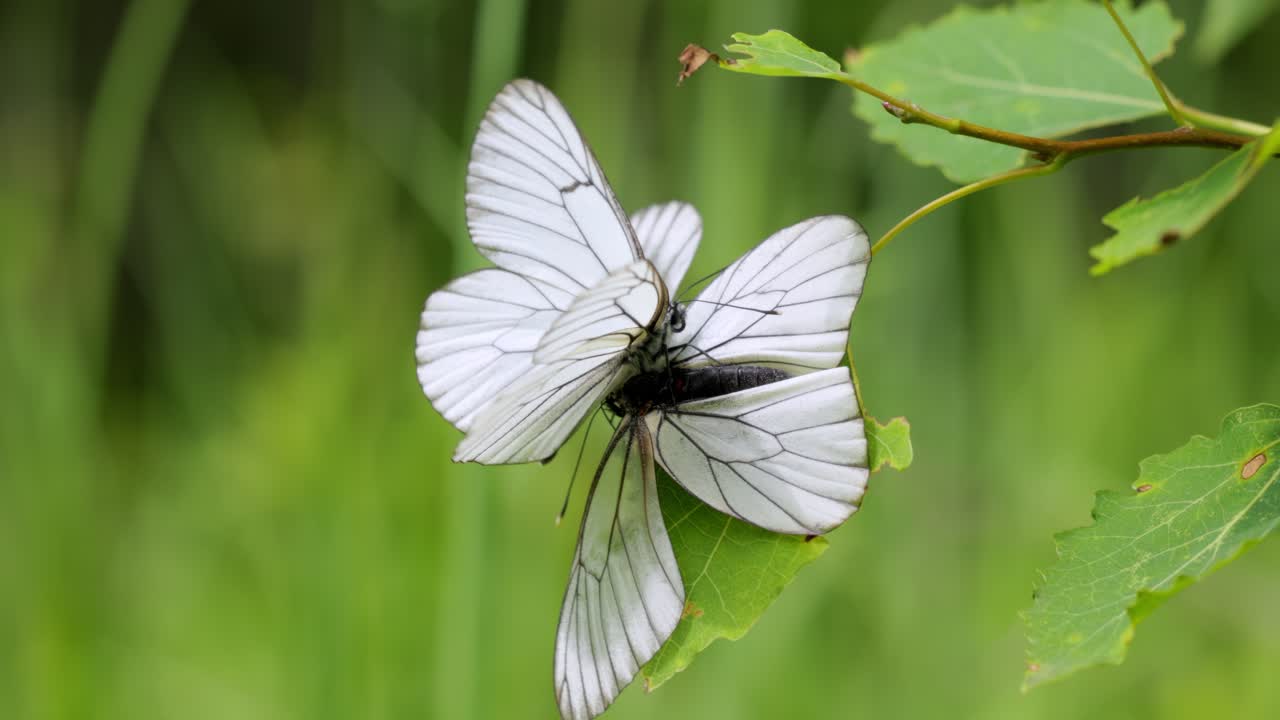 Mating of butterflies. Butterfly Aporia crataegi, the black-veined white, is a large butterfly of the family Pieridae.