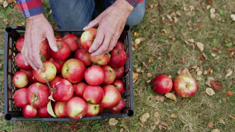 farmer picking apples in an orchard