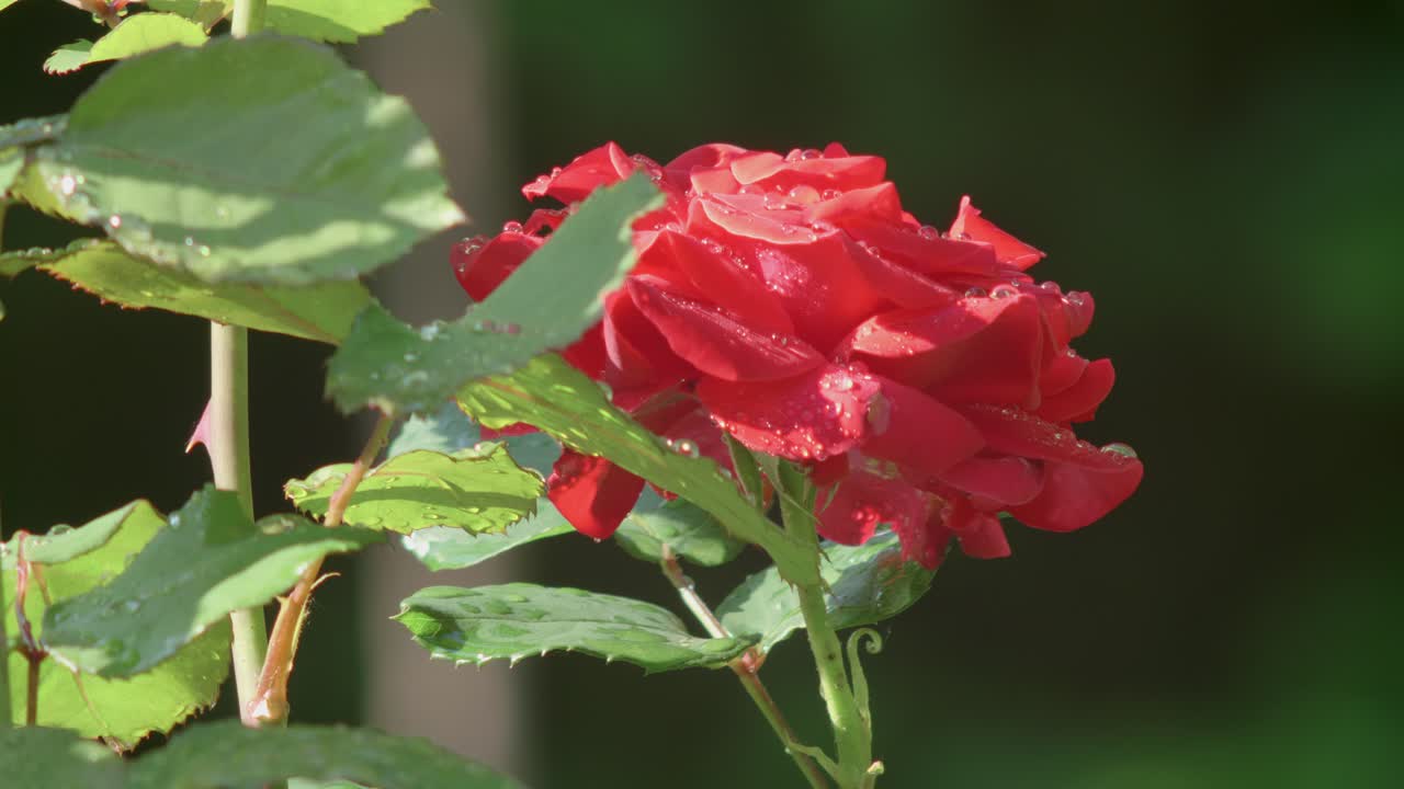 rosa roja cubierta de gotas de rocío