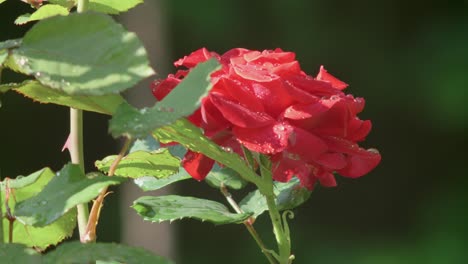 red rose covered in dew drops