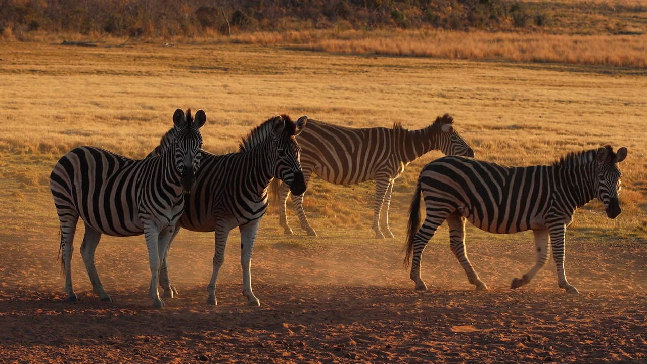 Un piccolo branco di zebre cammina attraverso la savana polverosa mentre la luce bassa del tramonto risplende