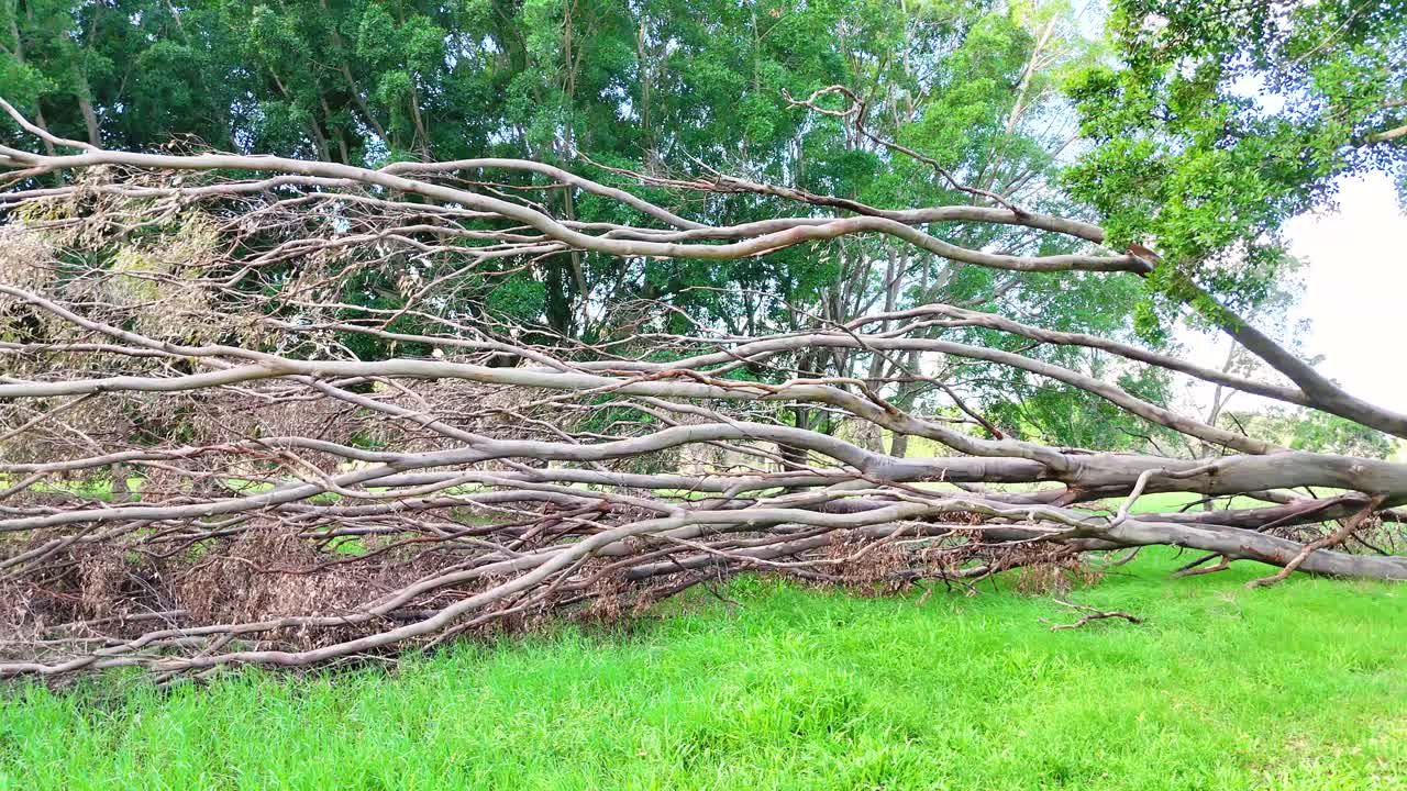 A large tree lies fallen in a vibrant green park, surrounded by dense foliage under bright daylight