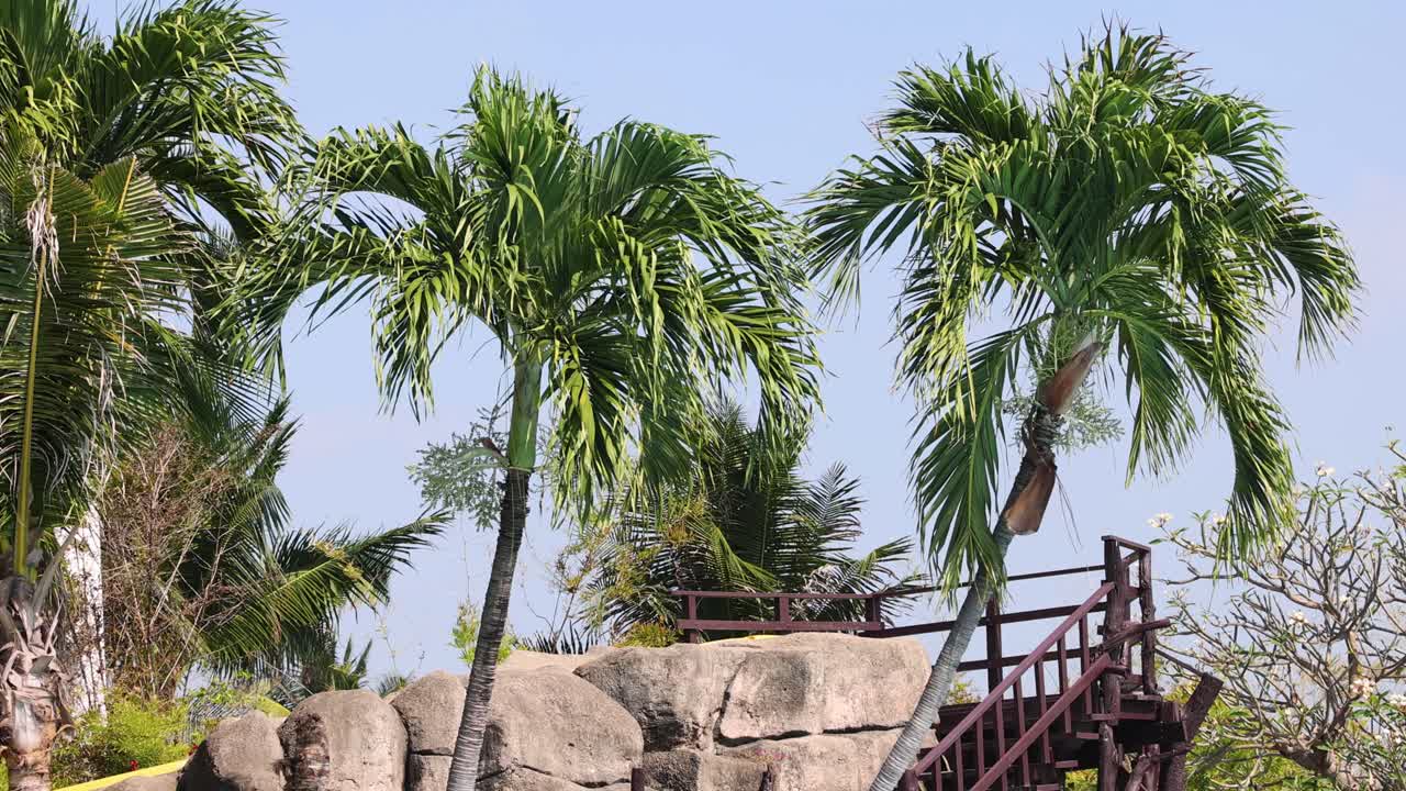 바람에 부드럽게 움직이는 종려나무